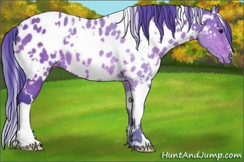 Horse Color:Watercolor White Spotted Bay Appaloosa 