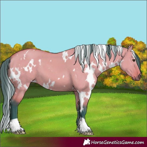 Horse Color:Watercolor White Spotted Bay Dun 