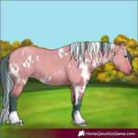 Horse Color:Watercolor White Spotted Bay Dun 