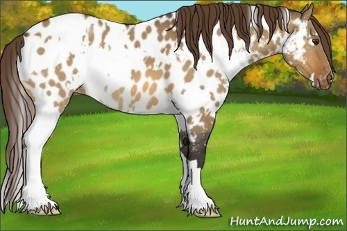 Horse Color:White Spotted Bay Dun Appaloosa