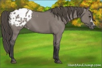Horse Color:Grullo Appaloosa