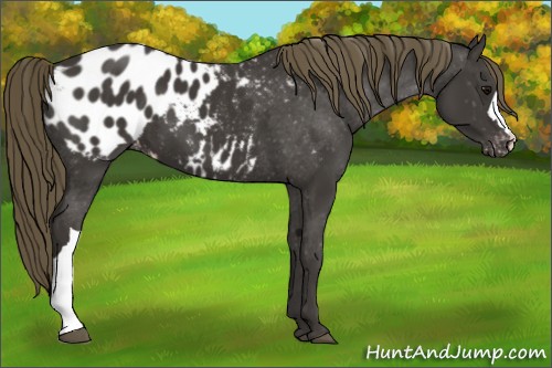 Horse Color:Smoky Black Appaloosa 