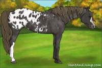 Horse Color:Smoky Black Appaloosa