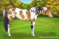 Horse Color:White Spotted Buckskin