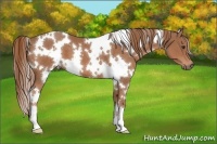 Horse Color:White Spotted Chestnut