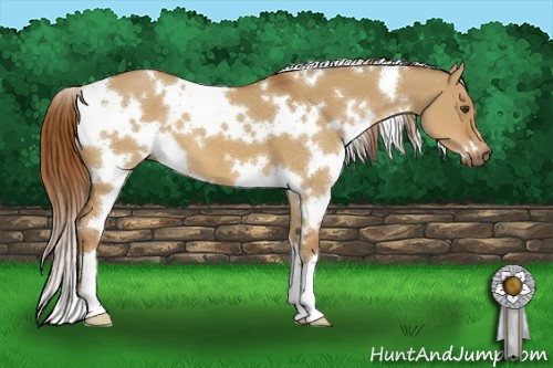 Horse Color:White Spotted Red Dun 