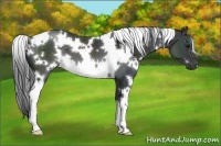 Horse Color:White Spotted Black
