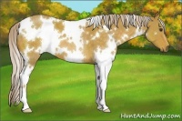 Horse Color:White Spotted Palomino