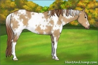 Horse Color:White Spotted Red Dun 