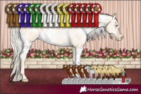Horse Color:White Spotted Palomino Pearl Dun 