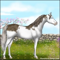 Horse Color:Chocolate Palomino Sabino Splash 