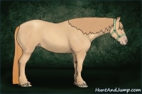 Horse Color:Gold Champagne 