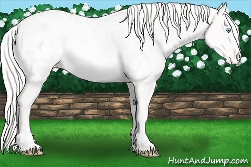 Horse Color:White Spotted Cremello Appaloosa 