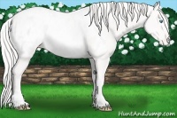 Horse Color:White Spotted Cremello Appaloosa 