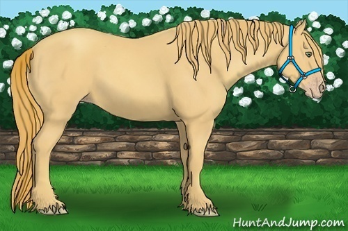 Horse Color:Gold Champagne