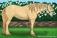Horse Color:Gold Champagne