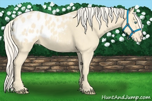 Horse Color:Cremello Appaloosa 