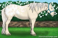 Horse Color:Cremello Appaloosa