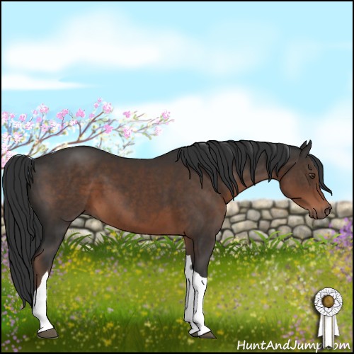 Horse Color:Liver Chestnut Tobiano
