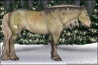 Horse Color:Chocolate Palomino Dun 