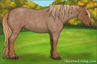 Horse Color:Red Roan 