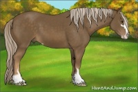 Horse Color:Chocolate Palomino Sabino 