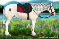 Horse Color:Cremello Tobiano 