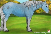 Horse Color:ERROR: UNKNOWN ANOMALY