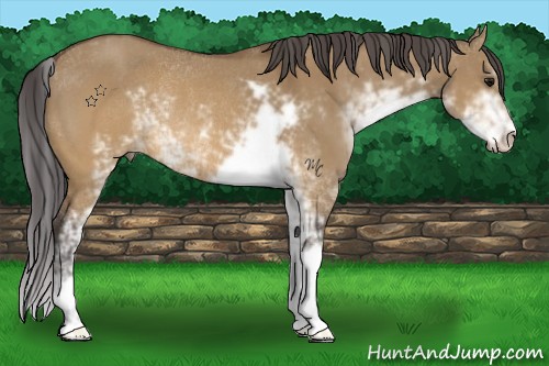 Horse Color:Buckskin Dun Sabino Rabicano