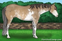 Horse Color:Buckskin Dun Sabino Rabicano