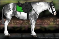 Horse Color:White Spotted Black Appaloosa