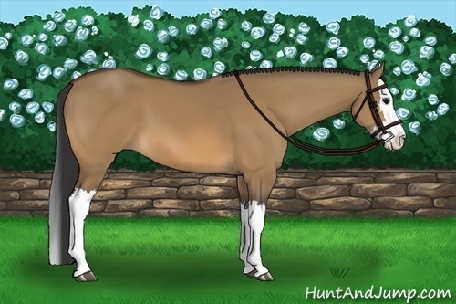 Horse Color:Bay Dun Splash 
