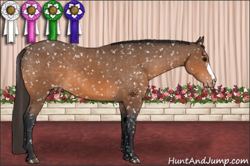 Horse Color:Bay Appaloosa 