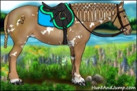 Horse Color:White Spotted Chestnut