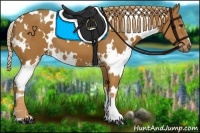 Horse Color:White Spotted Chestnut 