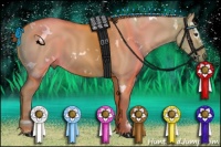 Horse Color:White Spotted Red Dun