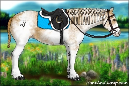 Horse Color:White Spotted Chestnut 