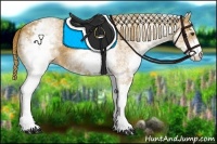 Horse Color:White Spotted Chestnut