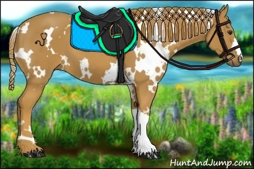 Horse Color:White Spotted Chestnut 