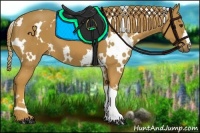 Horse Color:White Spotted Chestnut 
