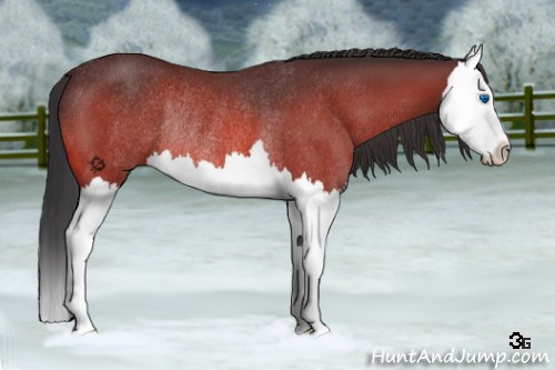 Horse Color:Bay Splash Rabicano 