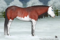 Horse Color:Bay Splash Rabicano 