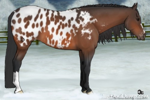 Horse Color:Bay Appaloosa