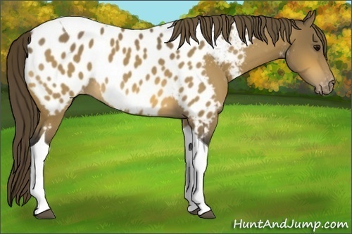 Horse Color:Buckskin Tobiano Blanket