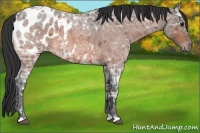 Horse Color:Bay Ice Roan Appaloosa