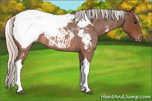 Horse Color:Silver Brown Roan Tobiano Appaloosa 