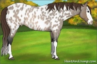 Horse Color:Brown Roan Dun Sabino Splash Appaloosa 