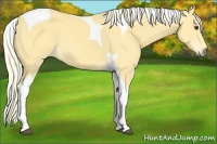 Horse Color:Palomino Tobiano 
