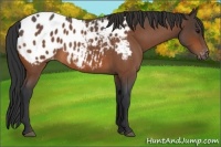 Horse Color:Bay Roan Appaloosa