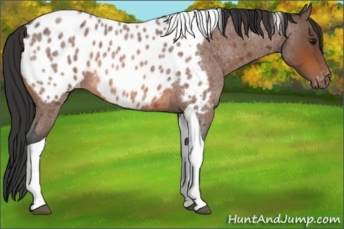 Horse Color:Bay Roan Tobiano Near Leopard